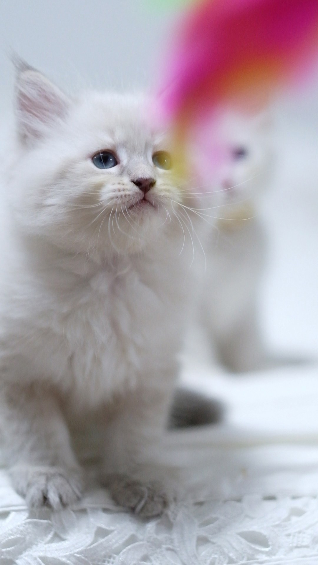 N-Altair. SIBERIALIS: Katzenzucht von Sibirischen und Neva Masquarade Katzen