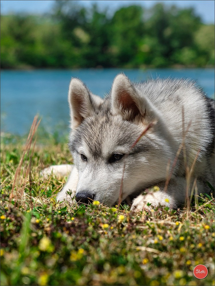 Expo canine 🇫🇷 Valence 03-04/05/2025. Photographe à Strasbourg | Portraits, Studio, Enfants, Événements