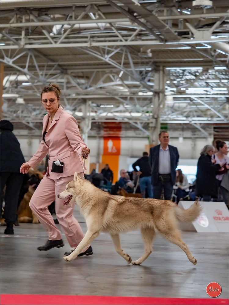 PDS  🇫🇷  Paris Dog Show  🇫🇷  Expo canine  10-11/01/2026. Photographe à Strasbourg | Portraits, Studio, Enfants, Événements