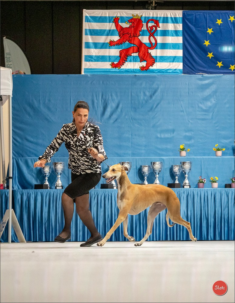 🇱🇺 LUXEMBOURG 🇱🇺 International Dog Show 🇱🇺 30/08 - 31/08/2025. Photographe à Strasbourg | Portraits, Studio, Enfants, Événements