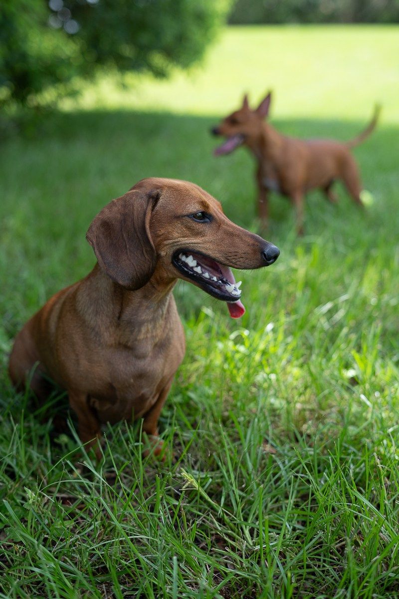 Lifestyle. Central Florida The Villages, Lady Lake Photography