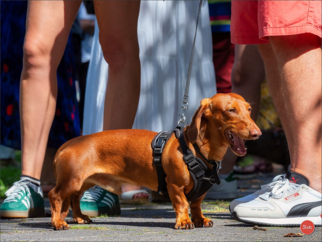 Teckels Parade Strasbourgeoise  Vous pouvez voir le galerie de photos. Photographe à Strasbourg | Portraits, Studio, Enfants, Événements