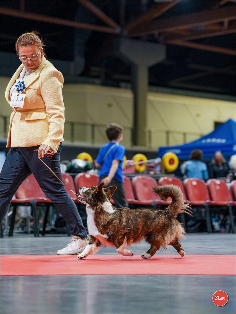 Expo canine 🇫🇷 Martigues 18-19/04/2026