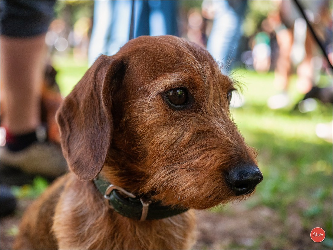 Teckels Parade Strasbourgeoise  Vous pouvez voir le galerie de photos. Photographe à Strasbourg | Portraits, Studio, Enfants, Événements