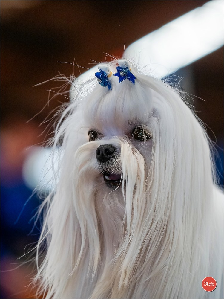 🇫🇷Exposition Canine Internationale de Perpignan. Photographe à Strasbourg | Portraits, Studio, Enfants, Événements