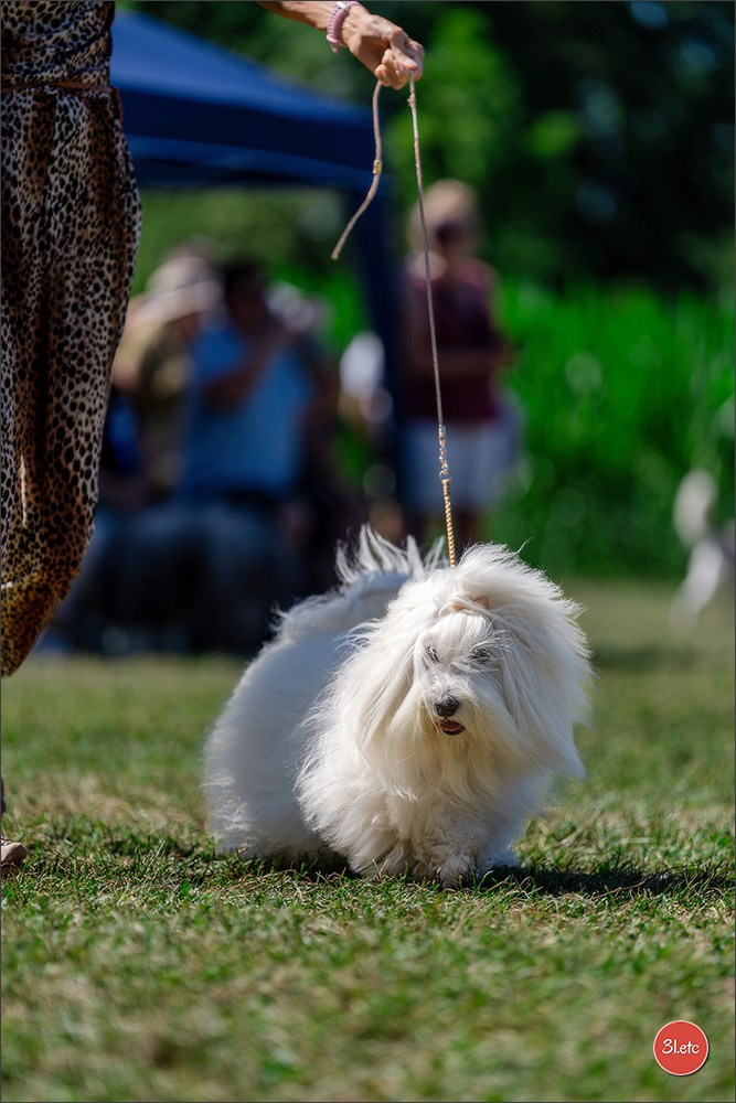 Dog Show - Hallbergmoos 🇩🇪 11-12/07/2026