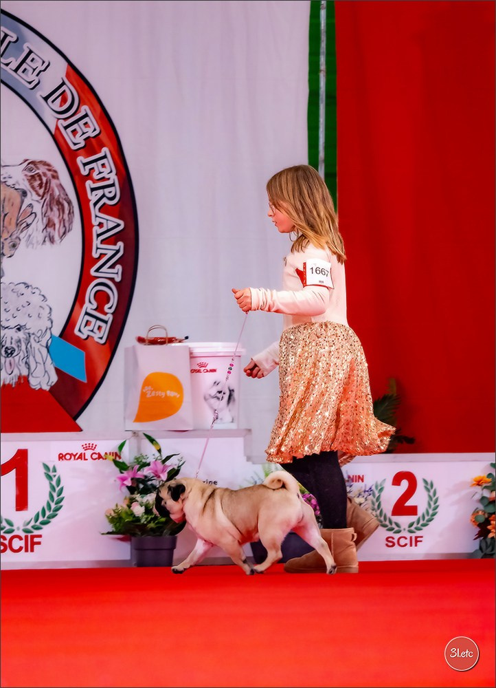 PDS  🇫🇷  Paris Dog Show  🇫🇷  Expo canine  10-11/01/2026. Photographe à Strasbourg | Portraits, Studio, Enfants, Événements