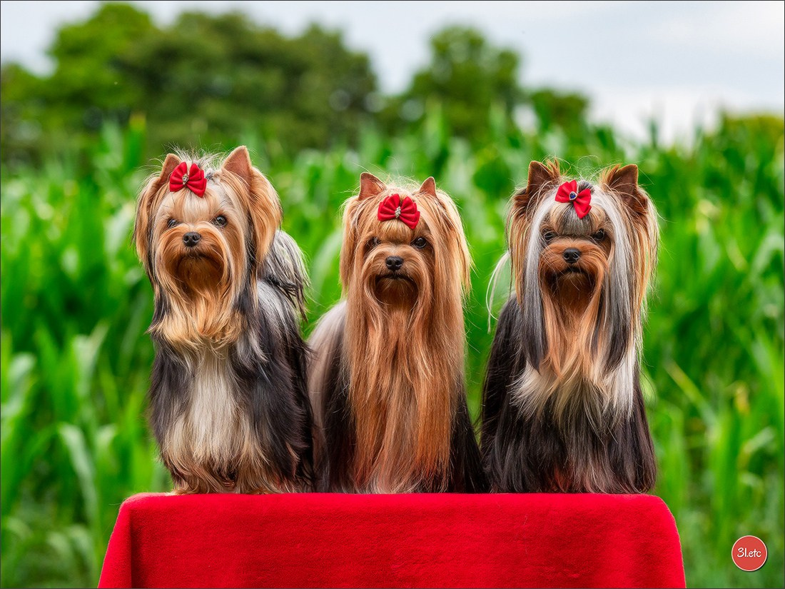 Dog Show Hallbergmoos  🇩🇪  11-13/07/2025. Photographe à Strasbourg | Portraits, Studio, Enfants, Événements