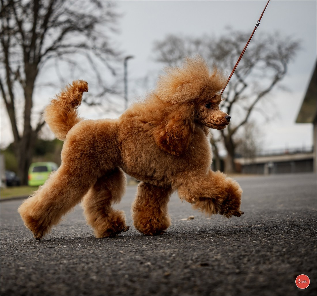 🇩🇪 Offenburg  International Dogshow 09-10.03.24 🇩🇪. Photographe à Strasbourg | Portraits, Studio, Enfants, Événements