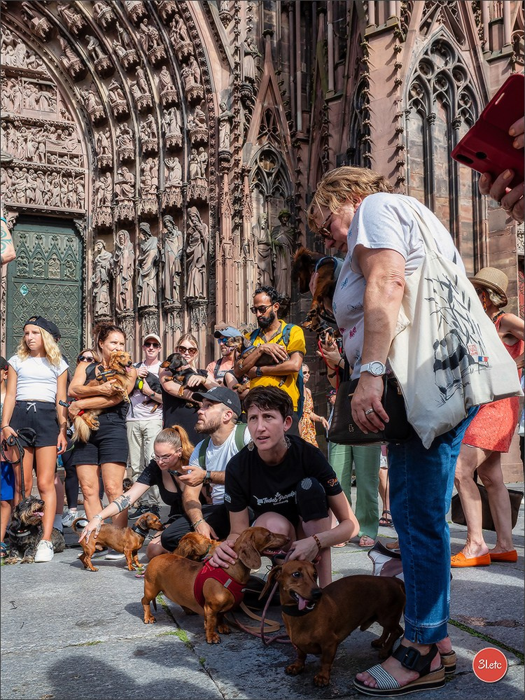Teckels Parade Strasbourgeoise  Vous pouvez voir le galerie de photos. Photographe à Strasbourg | Portraits, Studio, Enfants, Événements