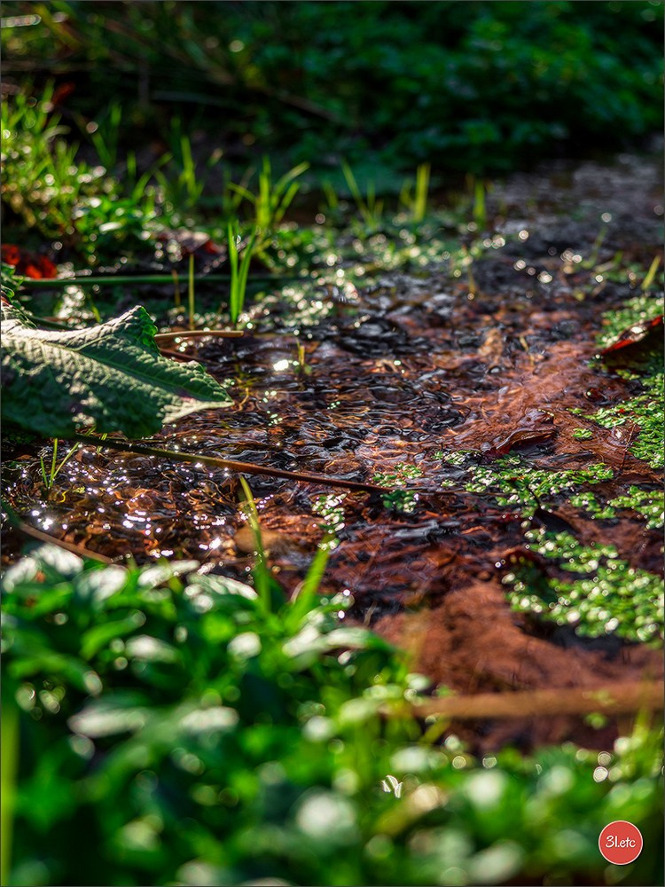 Une forêt, un rocher et un cimetière gallo-romain. Photographe à Strasbourg | Portraits, Studio, Enfants, Événements