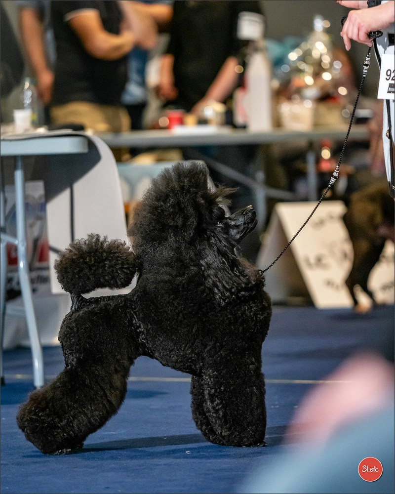 Expositions canines des 6 & 7 avril 2024 NDS Mulhouse, France. Photographe à Strasbourg | Portraits, Studio, Enfants, Événements