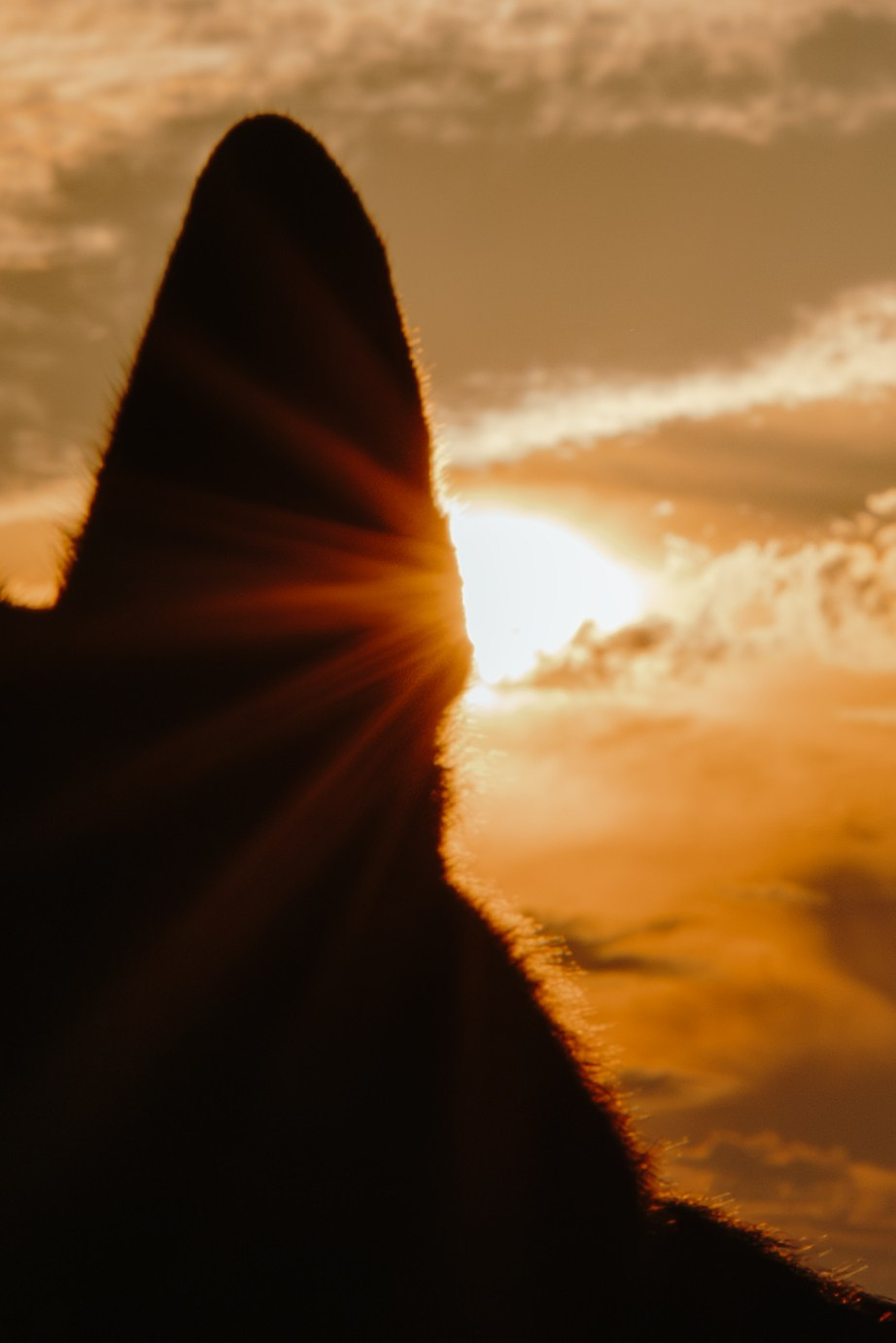 Frida & Frank. Pet Photographer Viktoriya Aleshenko