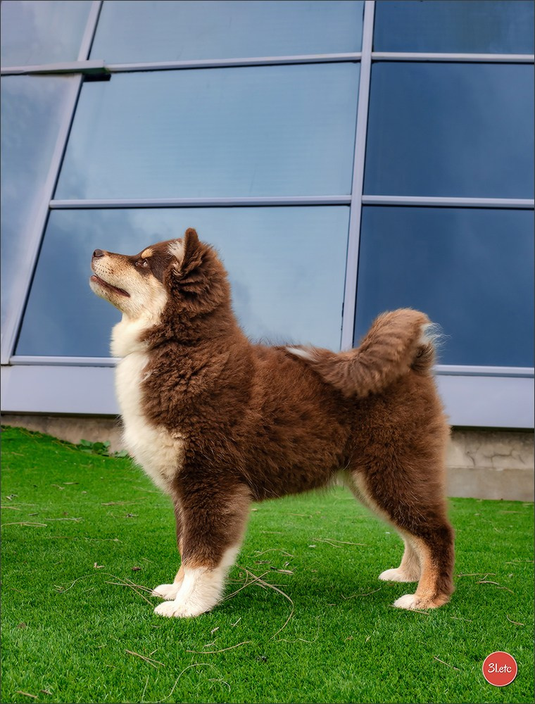 🇫🇷  Perpignan Dog Show  🇫🇷  Expo canine  17-18/01/2026. Photographe à Strasbourg | Portraits, Studio, Enfants, Événements