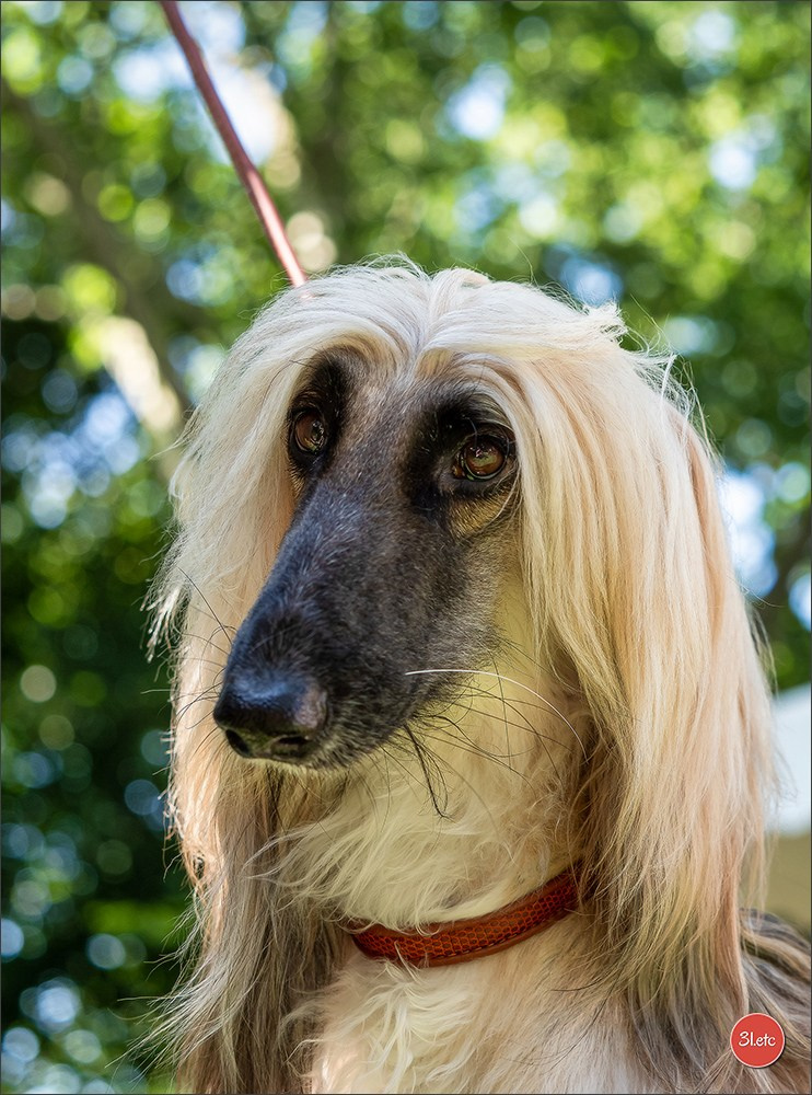 Dog Show Ludwigshafen  🇩🇪  16-17/08/2025. Photographe à Strasbourg | Portraits, Studio, Enfants, Événements