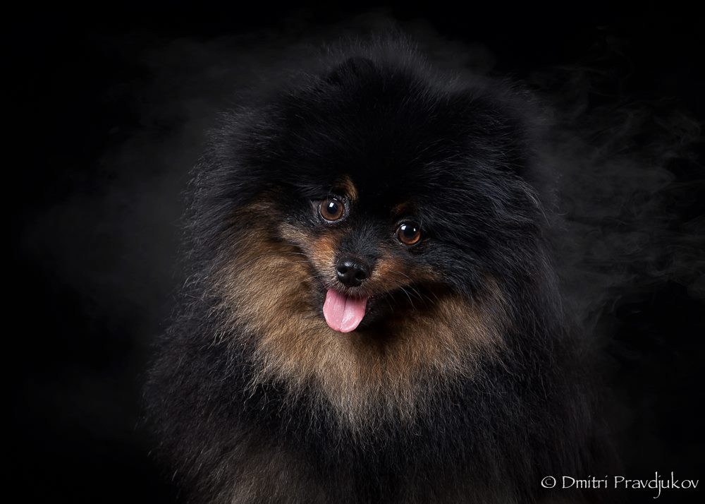 LEMMIKLOOMADE PILDISTAMINE