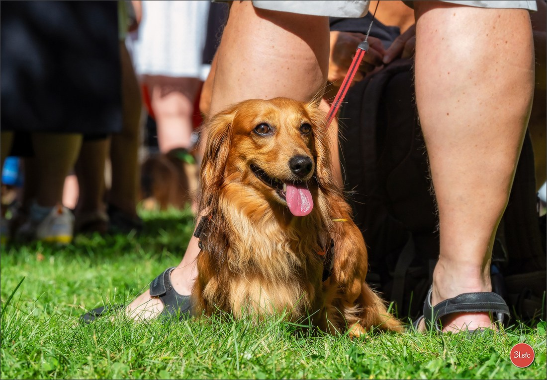 Teckels Parade Strasbourgeoise  Vous pouvez voir le galerie de photos. Photographe à Strasbourg | Portraits, Studio, Enfants, Événements