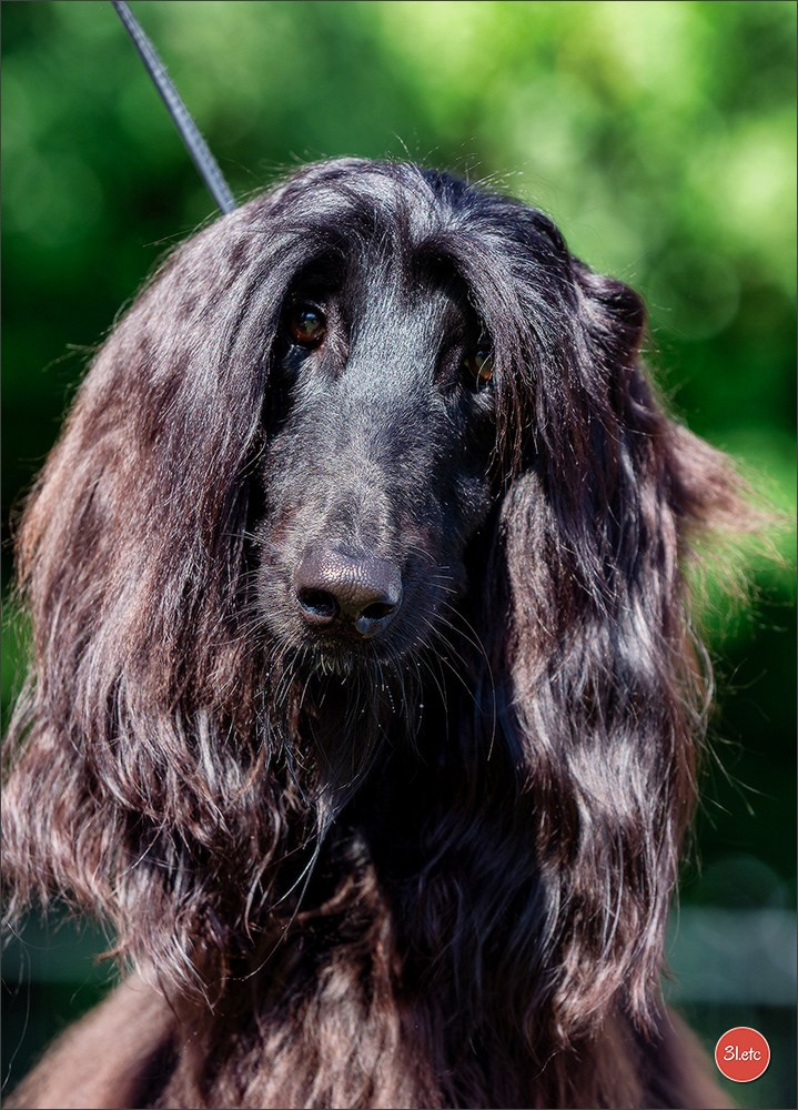 Dog Show Hallbergmoos  🇩🇪  11-13/07/2025. Photographe à Strasbourg | Portraits, Studio, Enfants, Événements