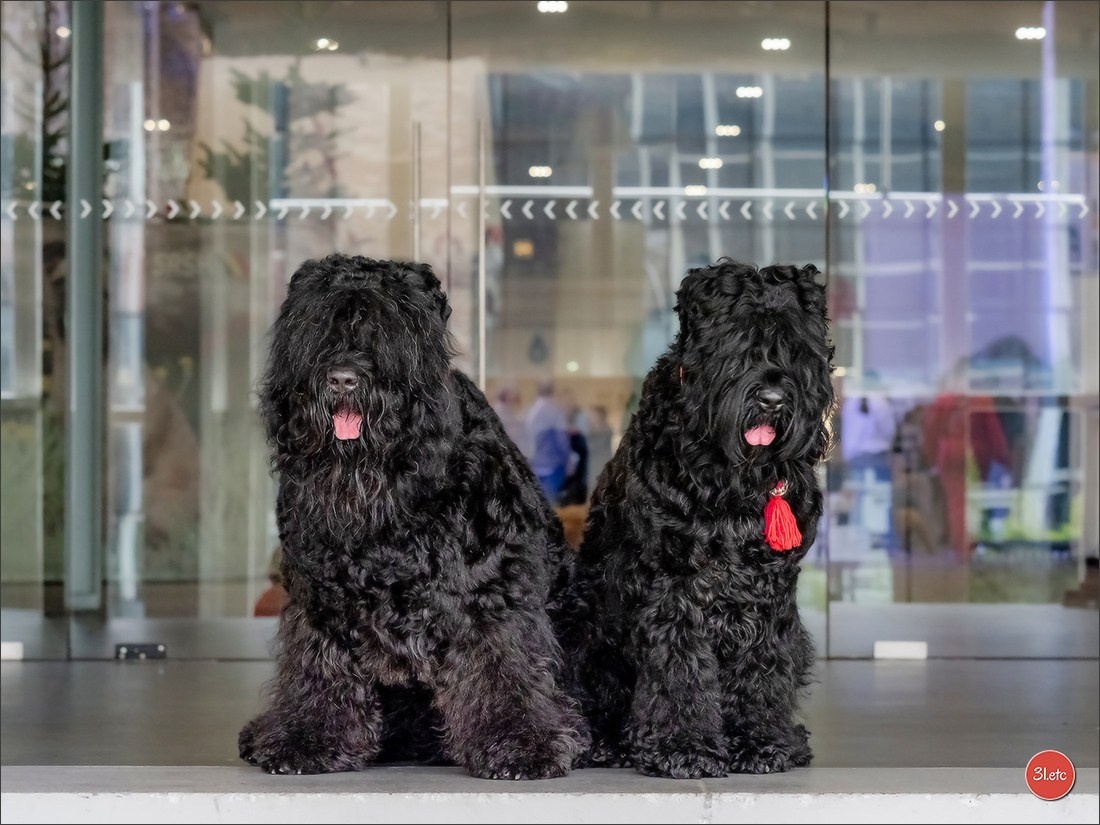 13-14.12.2025   🇧🇪   Brussels Dog Show. Photographe à Strasbourg | Portraits, Studio, Enfants, Événements