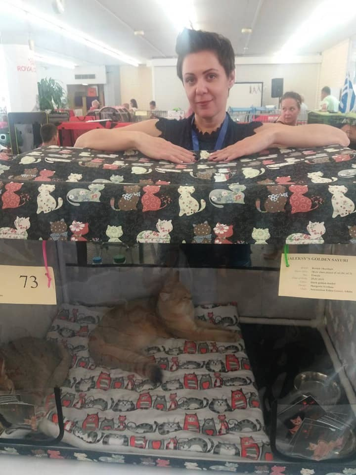 british shorthair golden, british shorthair golden cattery, british shorthair cattery greece, british golden chinchilla greece, british shorthair price, british shorthair Cyprus price, british shorthair Limassol price, cattery british shorthair Limassol, cattery british shorthair Cyprus, british shorthair kittens price, Cattery British shorthair Cyprus, cattery british shorthair Limassol, british kittens Limassol, british kittens Limassol price, cats for sale Limassol, kitten for sale Limassol, kitten for sale Cyprus, kitten for sale with pedigree limassol, cats for sale Limassol, cats for sale Larnaka, cats for sale Nicosia, kittens for sale Limassol, kittens for sale with pedigree Limassol