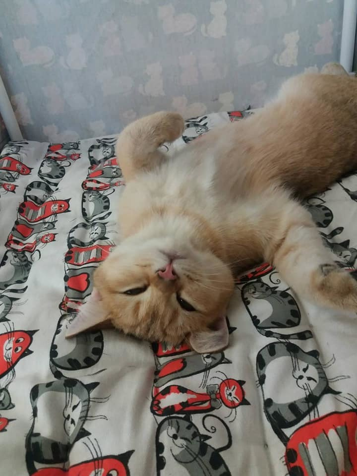 british shorthair golden, british shorthair golden cattery, british shorthair cattery greece, british golden chinchilla greece, british shorthair price, british shorthair Cyprus price, british shorthair Limassol price, cattery british shorthair Limassol, cattery british shorthair Cyprus, british shorthair kittens price, Cattery British shorthair Cyprus, cattery british shorthair Limassol, british kittens Limassol, british kittens Limassol price, cats for sale Limassol, kitten for sale Limassol, kitten for sale Cyprus, kitten for sale with pedigree limassol, cats for sale Limassol, cats for sale Larnaka, cats for sale Nicosia, kittens for sale Limassol, kittens for sale with pedigree Limassol