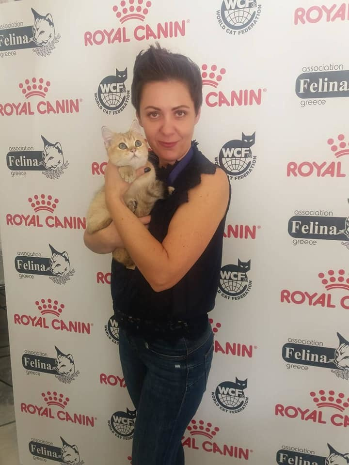 british shorthair golden, british shorthair golden cattery, british shorthair cattery greece, british golden chinchilla greece, british shorthair price, british shorthair Cyprus price, british shorthair Limassol price, cattery british shorthair Limassol, cattery british shorthair Cyprus, british shorthair kittens price, Cattery British shorthair Cyprus, cattery british shorthair Limassol, british kittens Limassol, british kittens Limassol price, cats for sale Limassol, kitten for sale Limassol, kitten for sale Cyprus, kitten for sale with pedigree limassol, cats for sale Limassol, cats for sale Larnaka, cats for sale Nicosia, kittens for sale Limassol, kittens for sale with pedigree Limassol