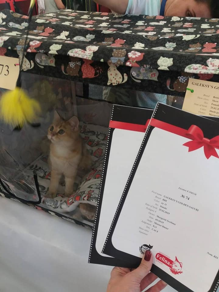 british shorthair golden, british shorthair golden cattery, british shorthair cattery greece, british golden chinchilla greece, british shorthair price, british shorthair Cyprus price, british shorthair Limassol price, cattery british shorthair Limassol, cattery british shorthair Cyprus, british shorthair kittens price, Cattery British shorthair Cyprus, cattery british shorthair Limassol, british kittens Limassol, british kittens Limassol price, cats for sale Limassol, kitten for sale Limassol, kitten for sale Cyprus, kitten for sale with pedigree limassol, cats for sale Limassol, cats for sale Larnaka, cats for sale Nicosia, kittens for sale Limassol, kittens for sale with pedigree Limassol