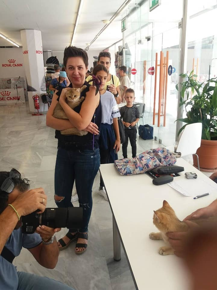 british shorthair golden, british shorthair golden cattery, british shorthair cattery greece, british golden chinchilla greece, british shorthair price, british shorthair Cyprus price, british shorthair Limassol price, cattery british shorthair Limassol, cattery british shorthair Cyprus, british shorthair kittens price, Cattery British shorthair Cyprus, cattery british shorthair Limassol, british kittens Limassol, british kittens Limassol price, cats for sale Limassol, kitten for sale Limassol, kitten for sale Cyprus, kitten for sale with pedigree limassol, cats for sale Limassol, cats for sale Larnaka, cats for sale Nicosia, kittens for sale Limassol, kittens for sale with pedigree Limassol