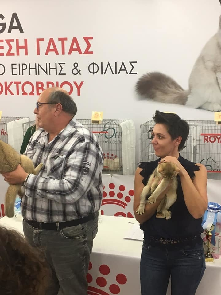 british shorthair golden, british shorthair golden cattery, british shorthair cattery greece, british golden chinchilla greece, british shorthair price, british shorthair Cyprus price, british shorthair Limassol price, cattery british shorthair Limassol, cattery british shorthair Cyprus, british shorthair kittens price, Cattery British shorthair Cyprus, cattery british shorthair Limassol, british kittens Limassol, british kittens Limassol price, cats for sale Limassol, kitten for sale Limassol, kitten for sale Cyprus, kitten for sale with pedigree limassol, cats for sale Limassol, cats for sale Larnaka, cats for sale Nicosia, kittens for sale Limassol, kittens for sale with pedigree Limassol