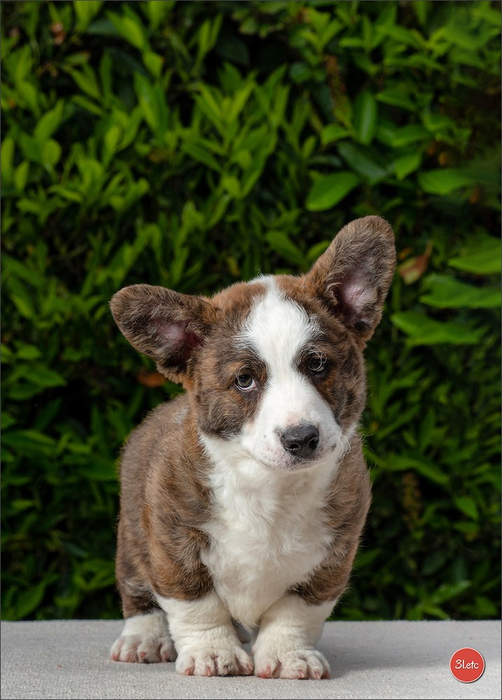 Photographie animalière. Photographe à Strasbourg | Portraits, Studio, Enfants, Événements