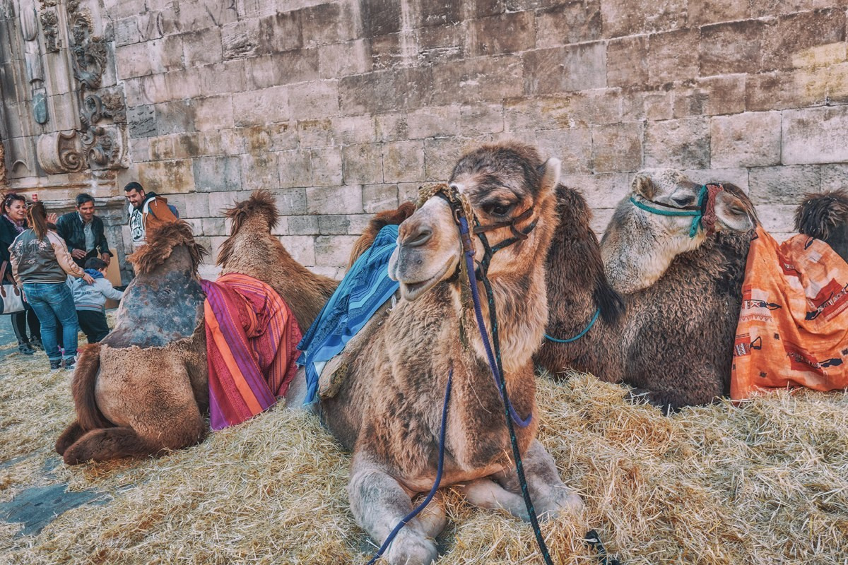 Mercado Medieval, Orihuela 2020. Alba del Norte Studio