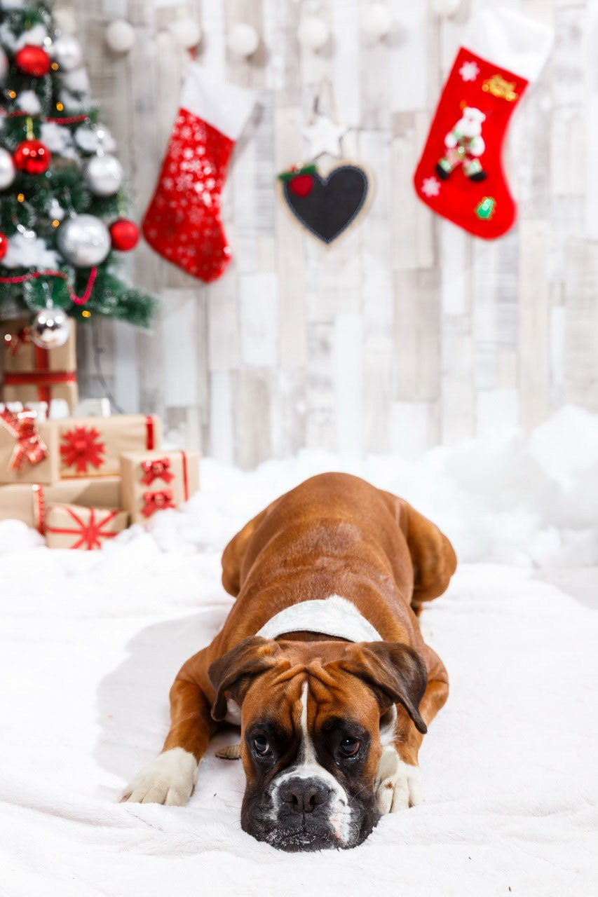 Praznična fotografija psa – bokser u božićnoj atmosferi sa dekoracijama.
