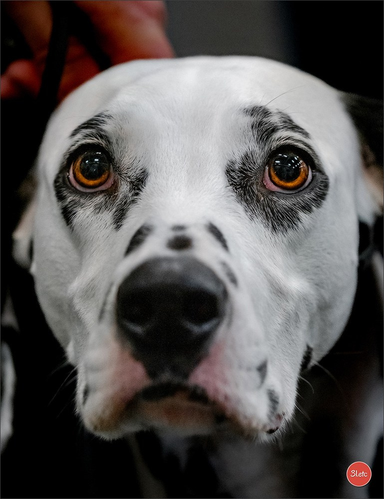 Exposition Canine à Rouen 7-8/12/2024. Photographe à Strasbourg | Portraits, Studio, Enfants, Événements