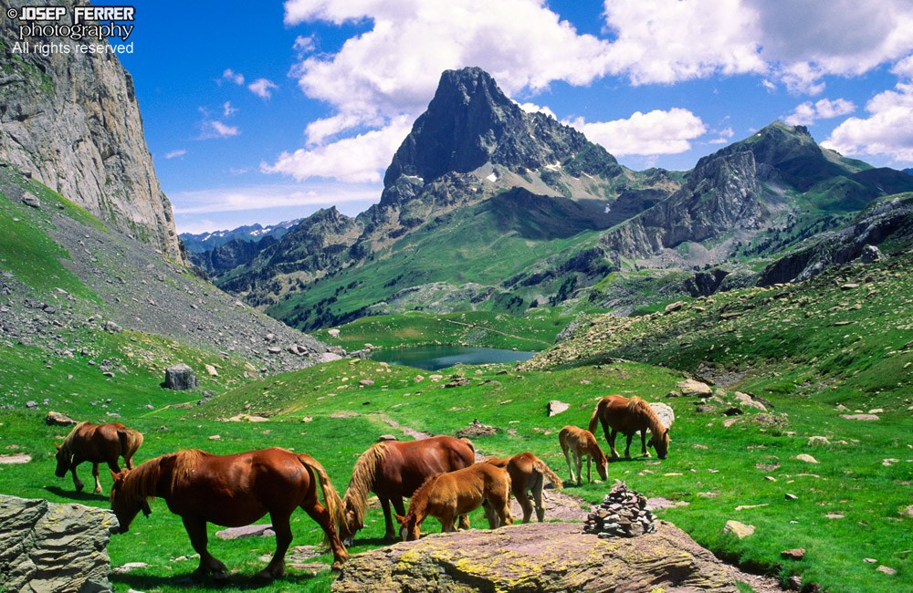 Horses, Vallée d'Ossau, Pyrenees, France