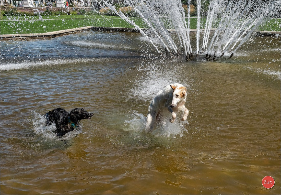 Dog Show Ludwigshafen  🇩🇪  16-17/08/2025. Photographe à Strasbourg | Portraits, Studio, Enfants, Événements