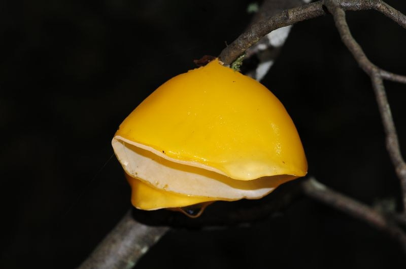 Aleurodiscus vitellinus. Avesdevaldivia