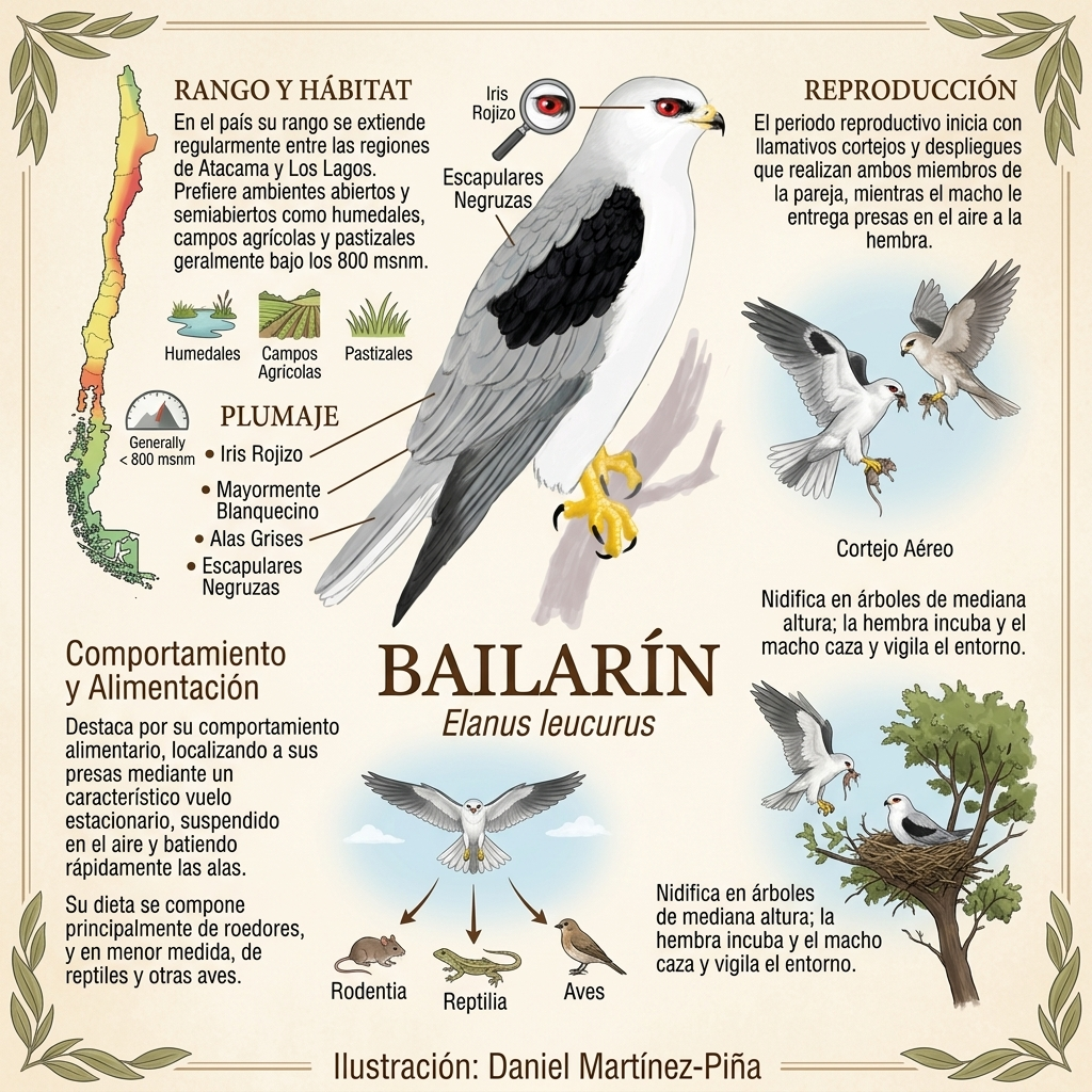 Rapaces diurnos. Avesdevaldivia