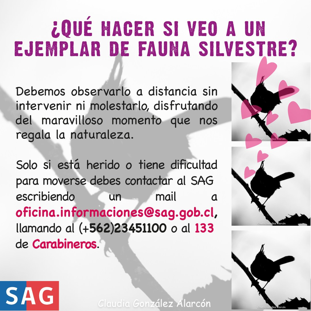 Cachudito. Avesdevaldivia