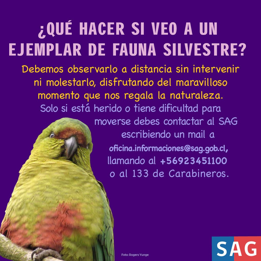 Cachaña. Avesdevaldivia