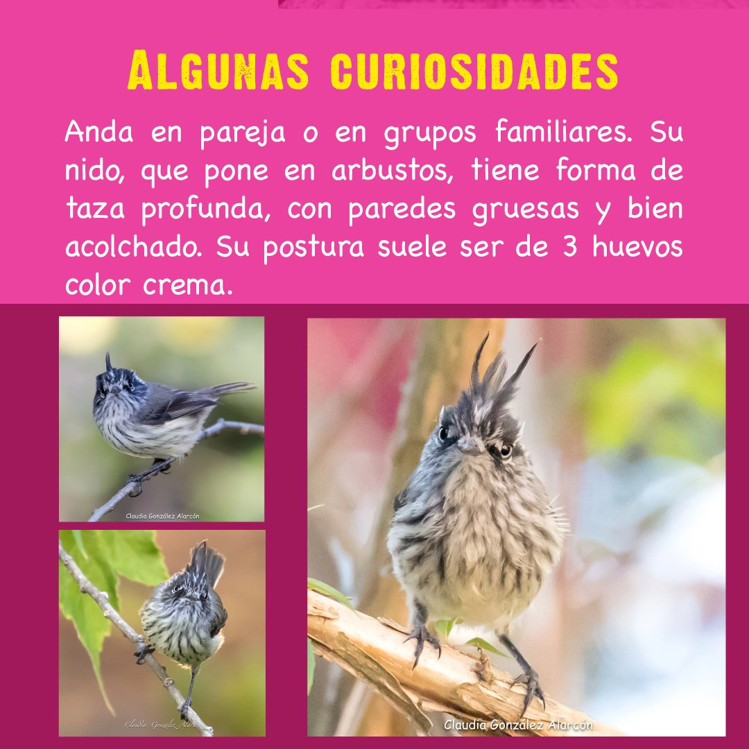 Cachudito. Avesdevaldivia