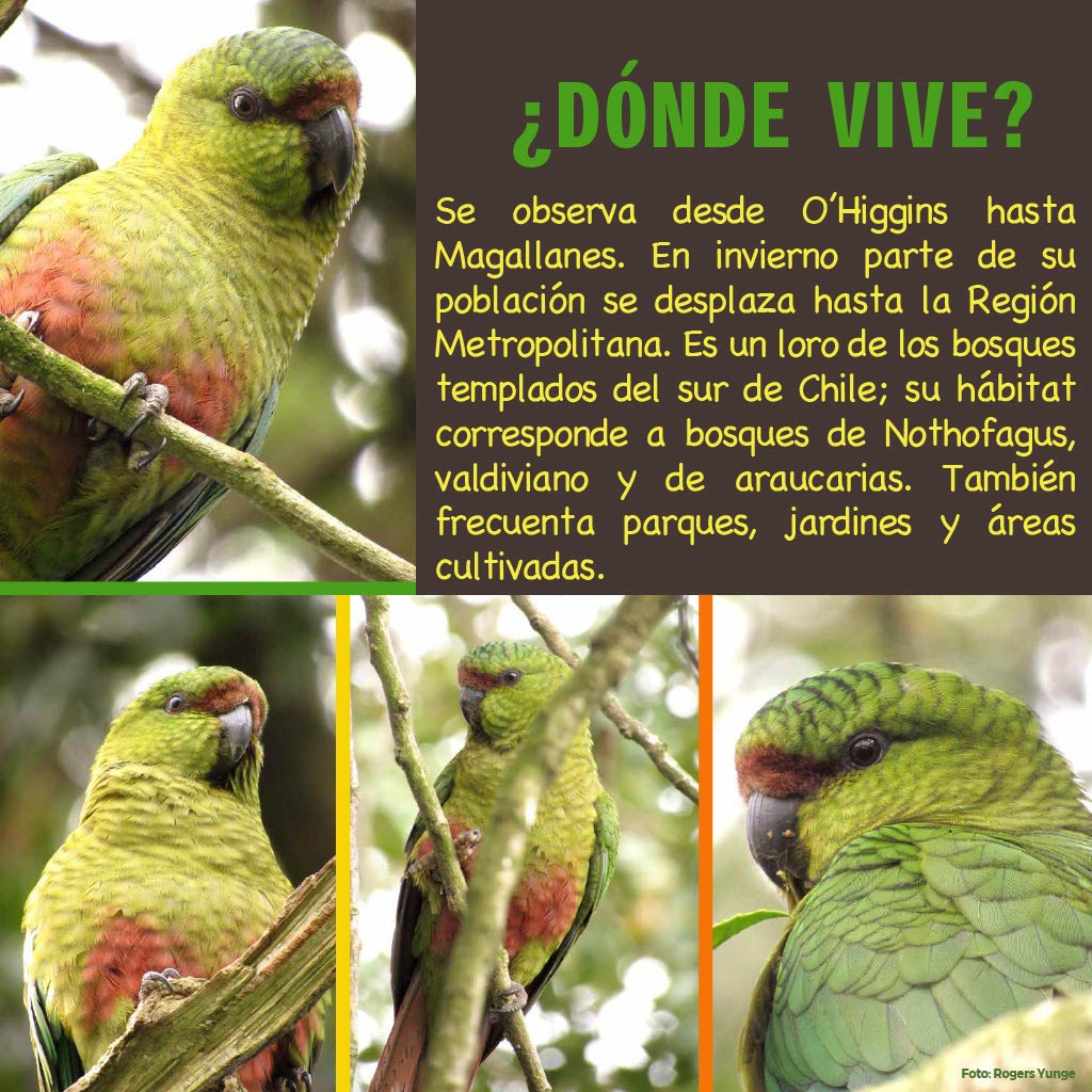 Cachaña. Avesdevaldivia