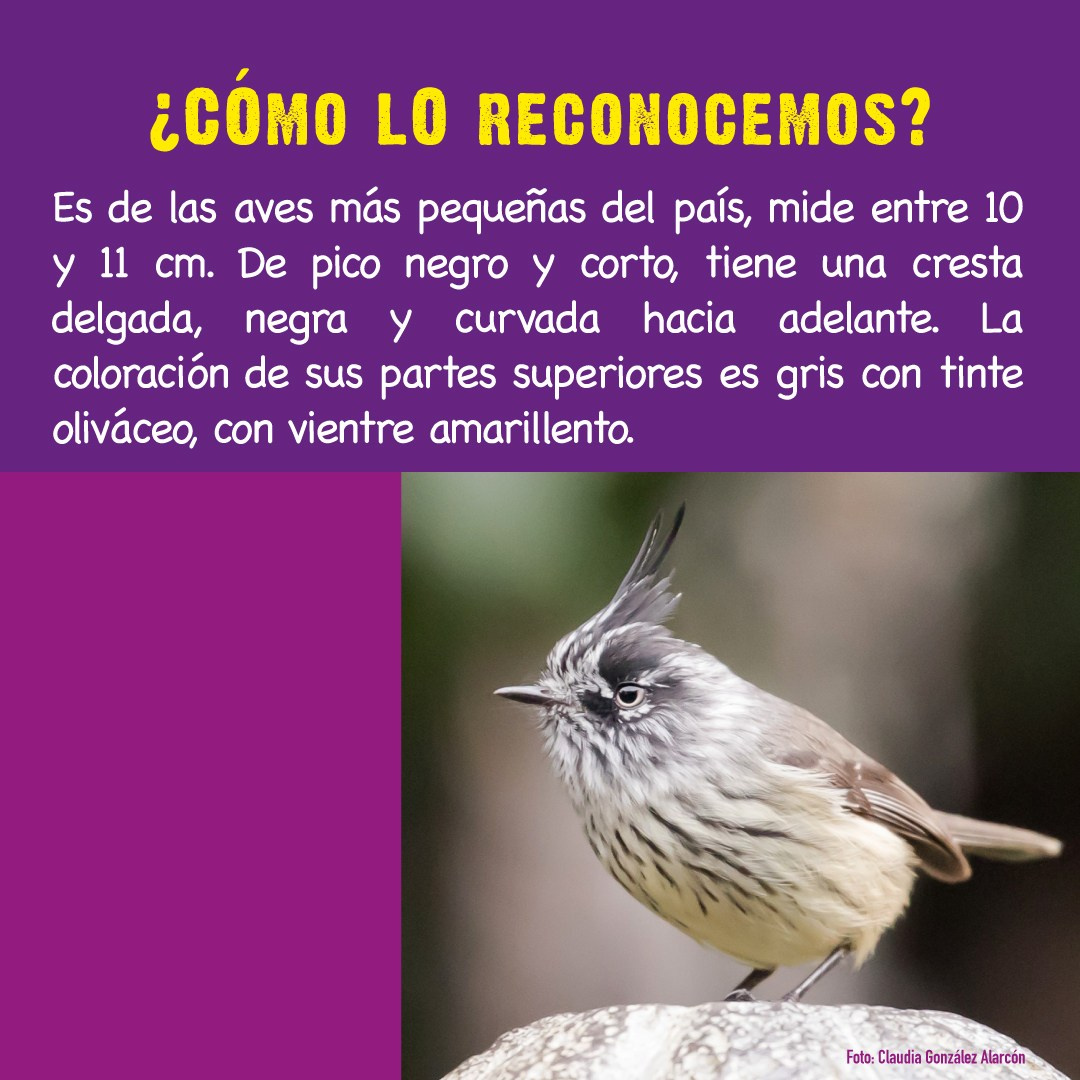 Cachudito. Avesdevaldivia