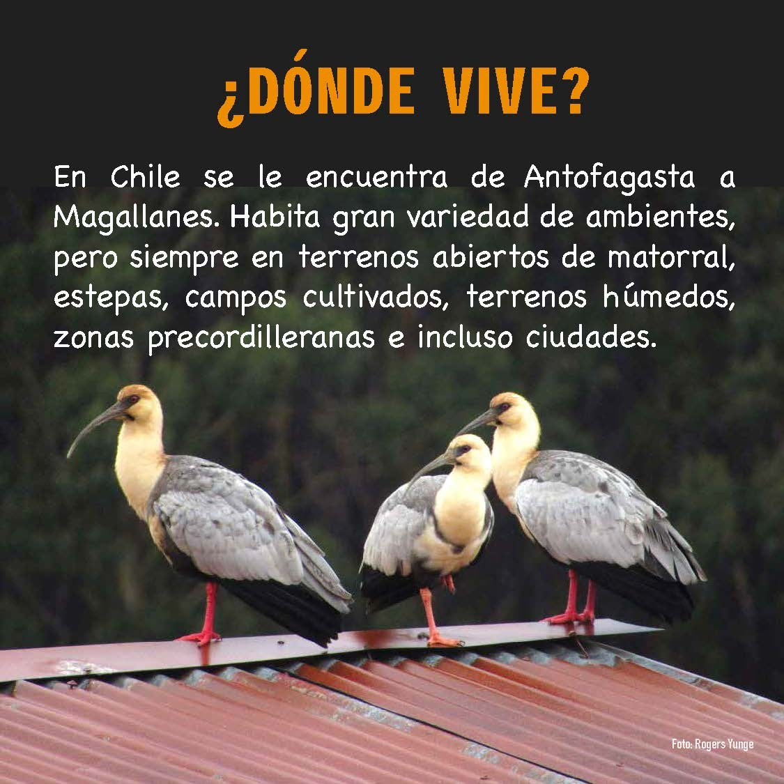 Bandurria. Avesdevaldivia