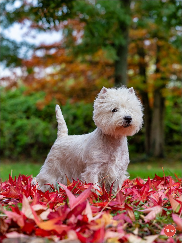 Expo canine  🇫🇷  Chateauroux 25-26/10/2025. Photographe à Strasbourg | Portraits, Studio, Enfants, Événements