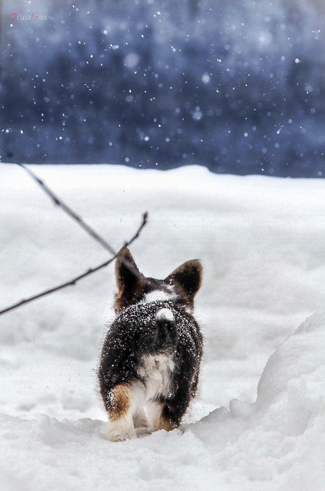 Порт анімал общ. Репортажний фотограф/анімаліст КИЇВ