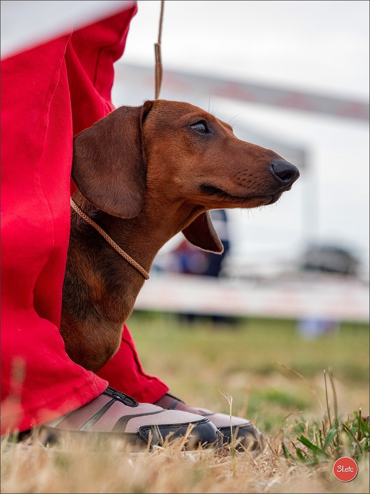 Expo canine (Teckel) Strasbourg Hoerdt  🇫🇷  5-6/07/2025. Photographe à Strasbourg | Portraits, Studio, Enfants, Événements