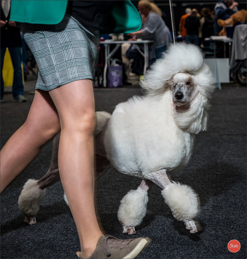 🇩🇪 Offenburg  International Dogshow 09-10.03.24 🇩🇪. Photographe à Strasbourg | Portraits, Studio, Enfants, Événements