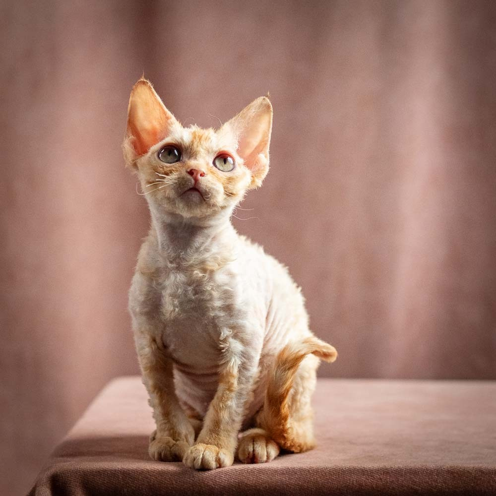 Piper, girl, born 02.11.26. Devon Rex Pixie Cattery