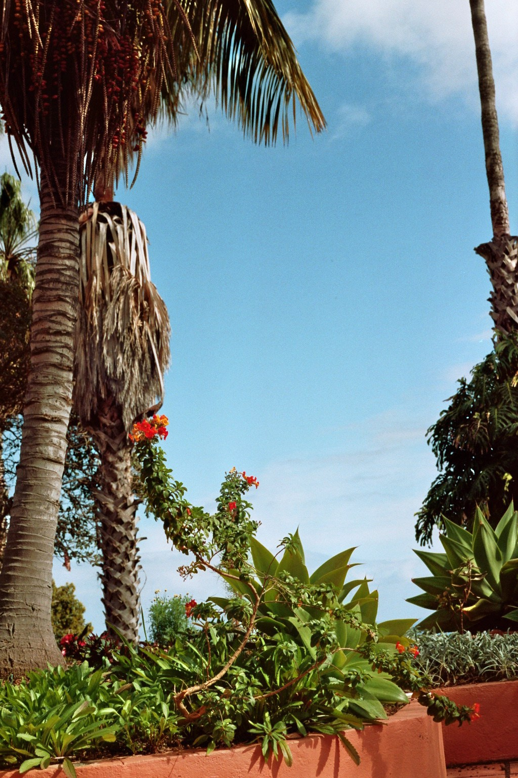 Madeira on film. Portrait photographer in Madeira — Marina Shtukina