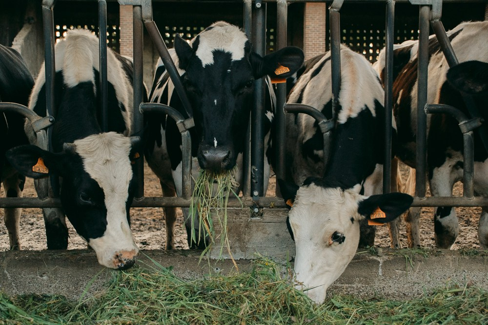 Farm. Anastasiia Buchinskaia Fotografa Milano